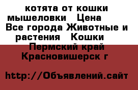 котята от кошки мышеловки › Цена ­ 10 - Все города Животные и растения » Кошки   . Пермский край,Красновишерск г.